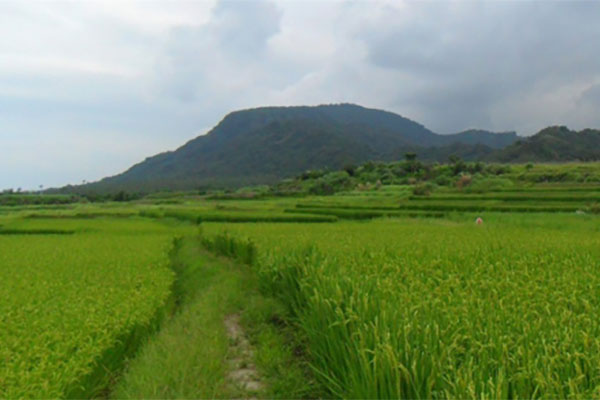 台湾台南市 - 有机水稻的对比试验